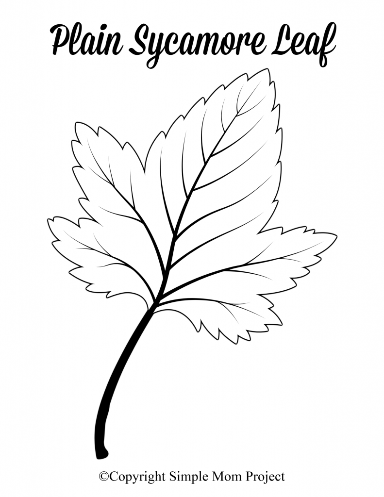 Free Printable Large Leaf Templates, Stencils and Patterns Simple Mom