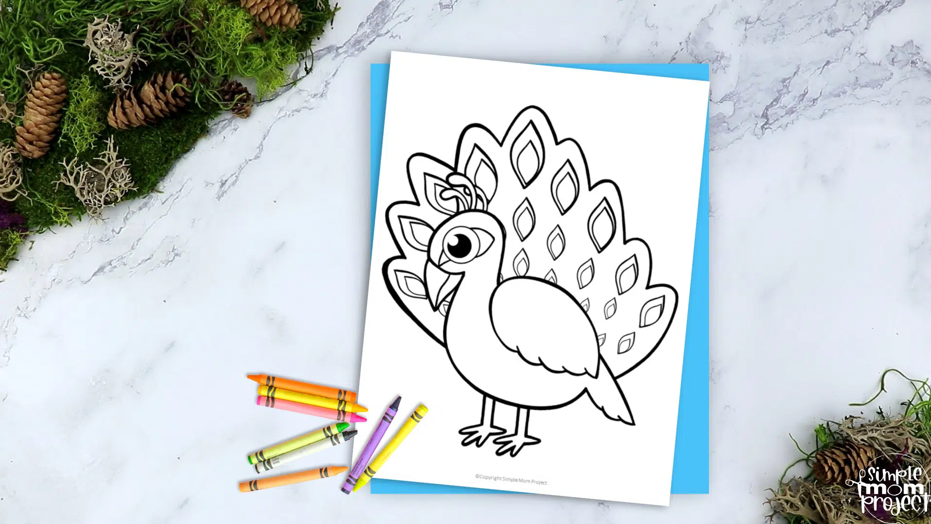 Learn to Draw a Peacock