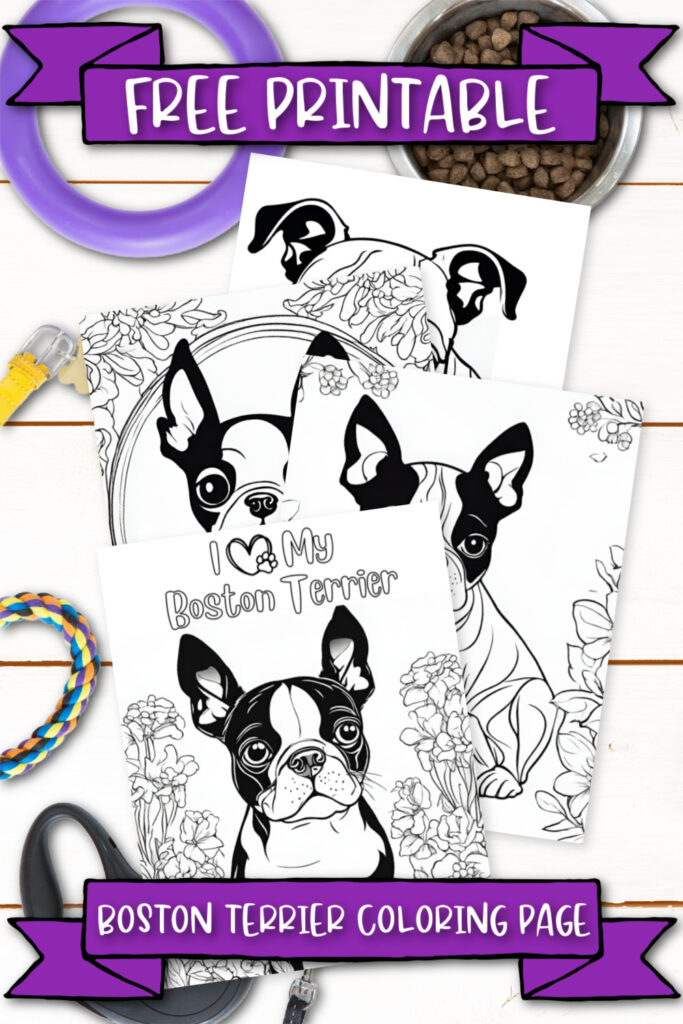 With our free printable boston terrier coloring pages, you can encourage your little kids' creativity! These coloring pages are designed to capture young hearts and ignite colorful imaginations, promising hours of coloring fun. These cute puppies come to life on each coloring page, bringing memories of childhood passion. Perfect for the avid animal lover in all of us. Download yours now and start coloring!