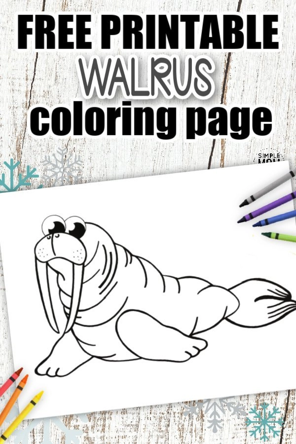 coloring book pages walrus