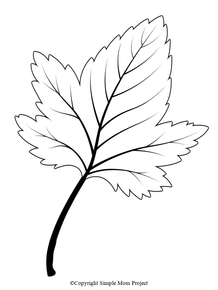 Printable Large leaf Template for Fall Crafts, Spring Crafts