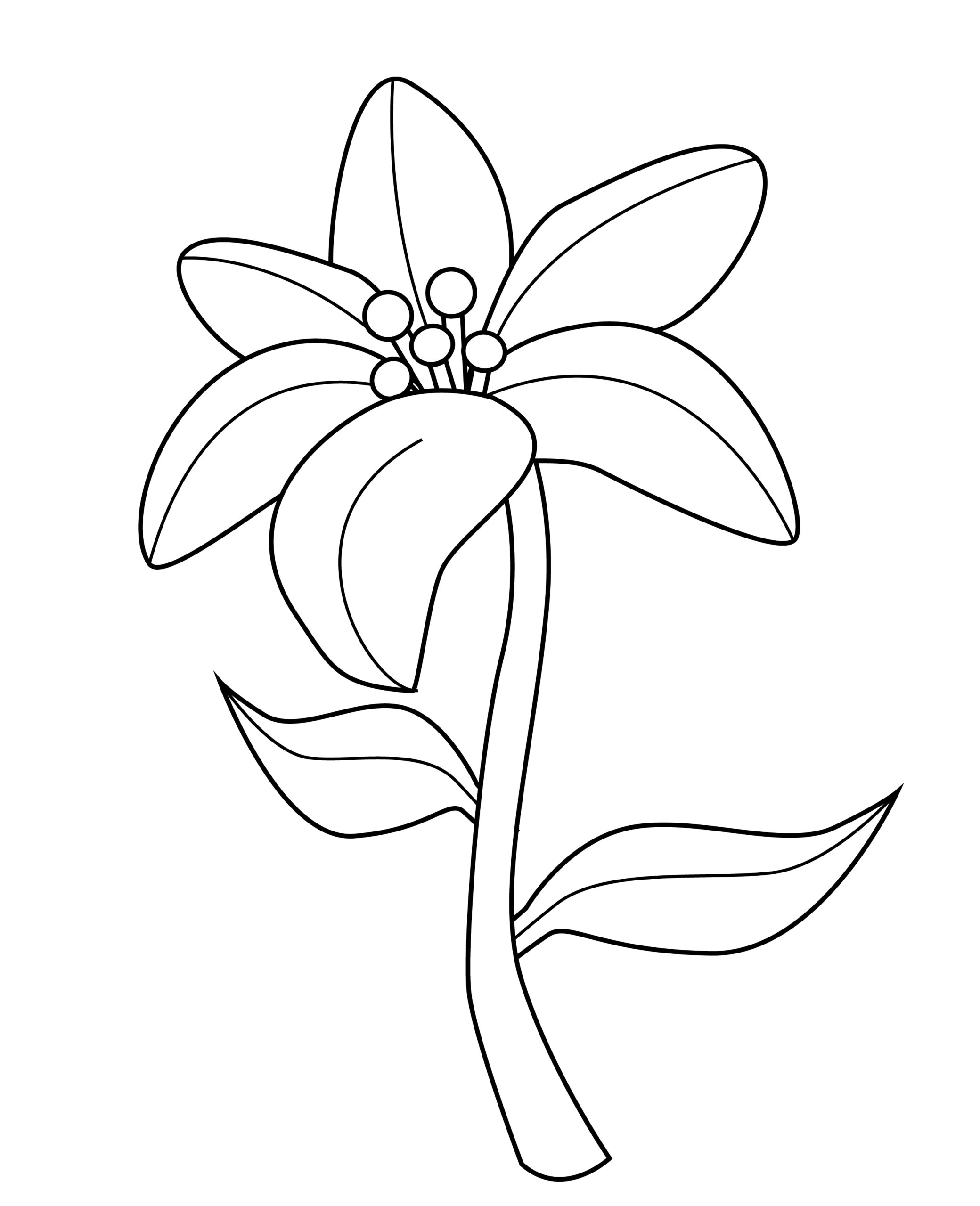 Printable lily template for summer template crafts for kids, preschoolers and toddlers